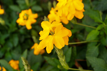 Close up Bright yellow firecracker flowers