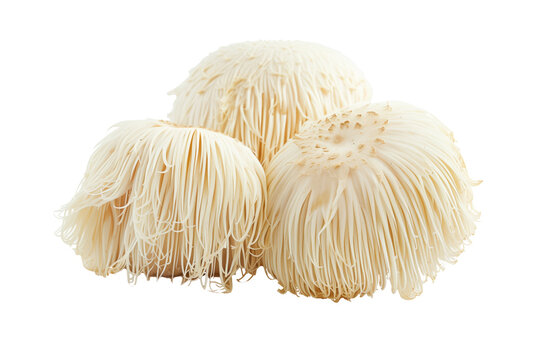 Lions Mane mushrooms isolated on white background with clipping path, depth of field