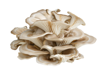 Oyster mushrooms isolated on white background with clipping path, depth of field