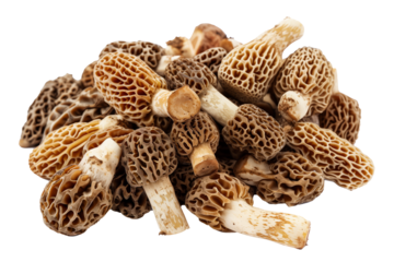 Morel mushrooms isolated on white background with clipping path, depth of field