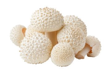 Puffball mushrooms isolated on white background with clipping path, depth of field