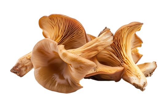 Wood Ear mushrooms isolated on white background with clipping path, depth of field