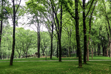 trees in the forest
