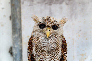 portrait of owl making eye contact