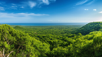 Obraz premium A panoramic view of a dense forest from a hilltop, showcasing the endless sea of treetops in various shades of green, stretching out to the horizon under a bright blue sky