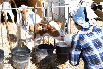 Woman care feeds two week old calf from bottle with dummy © caftor