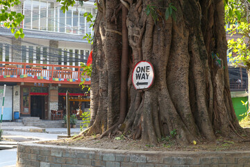 A thick old tree in the middle of a road in Pokhara with a 