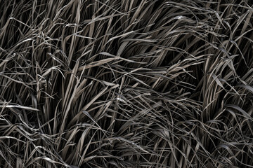 background or texture of a fence made of palm branches in a cold tone