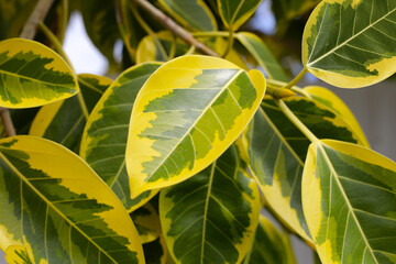 Yellow and green leaves of ficus altissima variegata tree