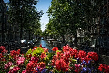 Obraz premium Summer Blooms overlooking the Canals of Amsterdam - Netherlands