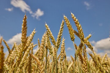 Fototapeta premium field of ripe wheat before harvest on a background of blue sky, bread production , concept wheat grains