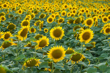 Field of sunflowers at sunset, summer mood, natural background.