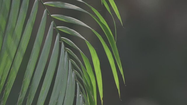 palm tree leaves, green fern in the forest, Valmiki Tiger Reserve, Bihar India