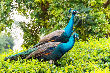Obraz premium Peacocks in an outdoor park in Dubai