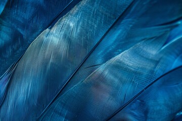 A detailed macro photograph of overlapping blue feathers. The image captures the delicate texture and intricate patterns of the feathers