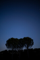 Countless twinkling stars in the night sky above the pines, starry universe background with pine...