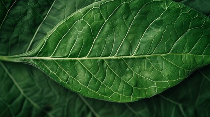 Close-up texture of green foliage