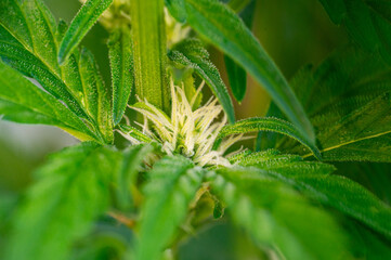 Garten, Pflanzen, Cannabis, Hanf, Beeren, Drüsen, klebrig, Früchte, grün, Weinbeeren, Obst,...