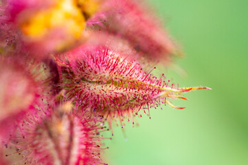 Garten, Pflanzen, Cannabis, Hanf, Beeren, Drüsen, klebrig, Früchte, grün, Weinbeeren, Obst, ernten, genießenGarten, Pflanzen, Cannabis, Hanf, Beeren, Drüsen, klebrig, Früchte, grün, Weinbeeren, Obst, 