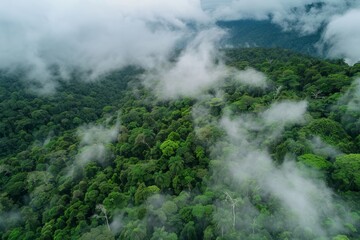 A drone perspective of the cloud forest canopy and over story in the Talamanca Mountains and Volcan Baru National Park