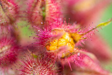 Garten, Pflanzen, Cannabis, Hanf, Beeren, Drüsen, klebrig, Früchte, grün, Weinbeeren, Obst,...