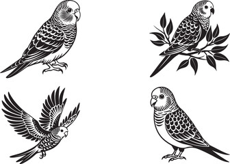 Fototapeta premium Budgerigar set vector 
