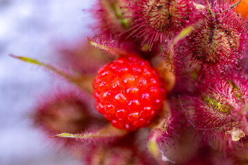 Garten, Pflanzen, Cannabis, Hanf, Beeren, Drüsen, klebrig, Früchte, grün, Weinbeeren, Obst,...