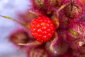 Garten, Pflanzen, Cannabis, Hanf, Beeren, Drüsen, klebrig, Früchte, grün, Weinbeeren, Obst,...