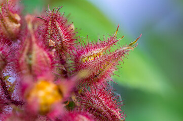 Garten, Pflanzen, Cannabis, Hanf, Beeren, Drüsen, klebrig, Früchte, grün, Weinbeeren, Obst,...