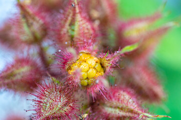 Garten, Pflanzen, Cannabis, Hanf, Beeren, Drüsen, klebrig, Früchte, grün, Weinbeeren, Obst,...