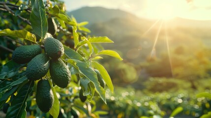 Avocado tree branches with avocados against a sunny avocado plantation backdrop