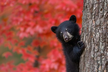 Obraz premium A young American black bear cub clinging to the backside of a red maple tree in Alligator River National Wildlife Refuge, North Carolina