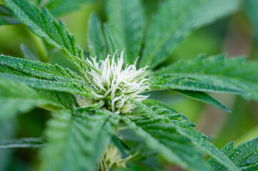 Garten, Pflanzen, Cannabis, Hanf, Beeren, Drüsen, klebrig, Früchte, grün, Weinbeeren, Obst, ernten, genießenGarten, Pflanzen, Cannabis, Hanf, Beeren, Drüsen, klebrig, Früchte, grün, Weinbeeren, Obst, 