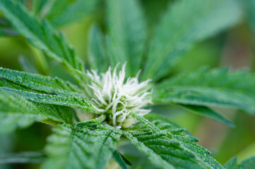 Garten, Pflanzen, Cannabis, Hanf, Beeren, Drüsen, klebrig, Früchte, grün, Weinbeeren, Obst,...