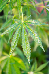 Garten, Pflanzen, Cannabis, Hanf, Beeren, Drüsen, klebrig, Früchte, grün, Weinbeeren, Obst, ernten, genießenGarten, Pflanzen, Cannabis, Hanf, Beeren, Drüsen, klebrig, Früchte, grün, Weinbeeren, Obst, 