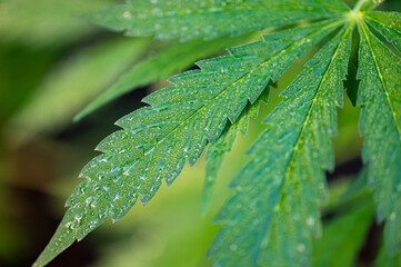 Garten, Pflanzen, Cannabis, Hanf, Beeren, Drüsen, klebrig, Früchte, grün, Weinbeeren, Obst,...