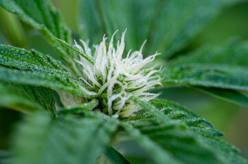 Garten, Pflanzen, Cannabis, Hanf, Beeren, Drüsen, klebrig, Früchte, grün, Weinbeeren, Obst,...