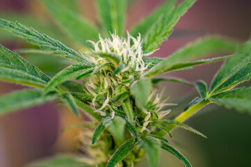 Garten, Pflanzen, Cannabis, Hanf, Beeren, Drüsen, klebrig, Früchte, grün, Weinbeeren, Obst,...