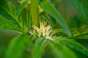 Garten, Pflanzen, Cannabis, Hanf, Beeren, Drüsen, klebrig, Früchte, grün, Weinbeeren, Obst,...