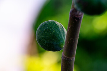 Garten, Pflanzen, Cannabis, Hanf, Beeren, Drüsen, klebrig, Früchte, grün, Weinbeeren, Obst,...