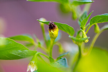 Garten, Pflanzen, Cannabis, Hanf, Beeren, Drüsen, klebrig, Früchte, grün, Weinbeeren, Obst,...