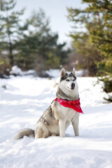Husky dog with red scarf sitting in snow close-up