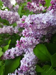 Lilac flowers closeup