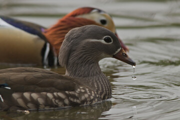 A pair of mandarin ducks © Klimczak-Krajewska