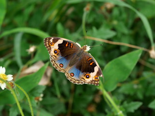 Blue Pansy Butterfly on tree with natural green background, The pattern resembles orange eyes on the black and blue and purple and yellow wing