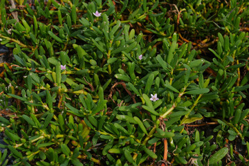 Small green trees cover the ground. for background images