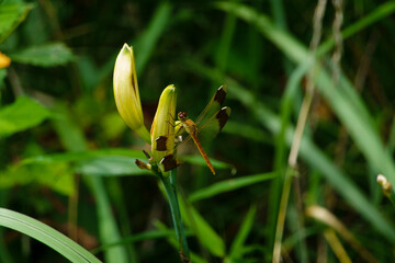 Dragonfly on a flower