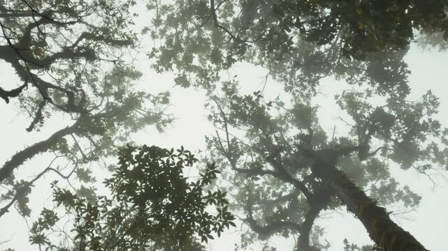 Looking Up at Tree Branches Through Fog in a Mistical Tropical Forest, High Quality Scenic Nature 4K Background Footage.