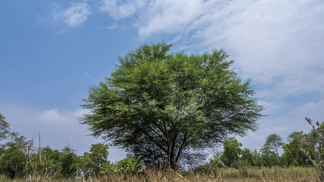 Timelapse babool tree in the field with cloud in monsoon, Bihar, India