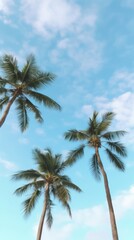 Plam trees nature sky outdoors.